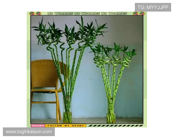 选择合适的开运竹品种与摆放位置，提升家庭整体运势的实用指南